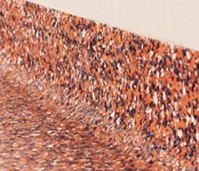 Liquid Floors USA Garage Floor Coatings Concrete Repair Systems Citrus County Fl